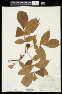 Carya texana image