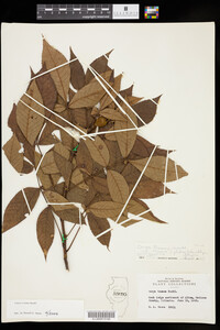 Carya texana image