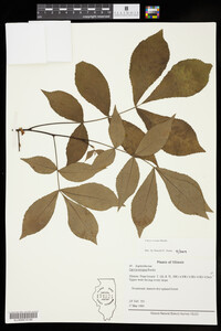 Carya texana image