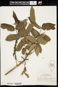 Juglans ailantifolia image