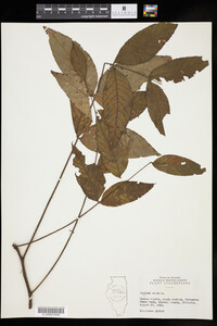 Juglans nigra image