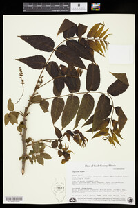 Juglans nigra image