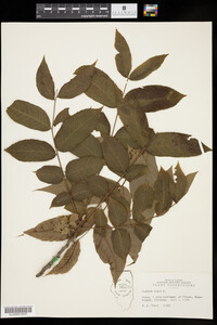 Juglans nigra image