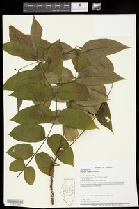 Juglans nigra image