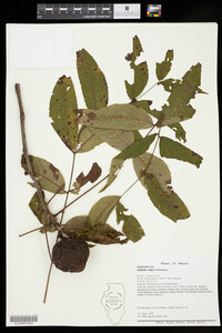 Juglans nigra image