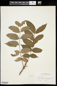 Juglans nigra image