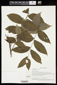 Juglans nigra image