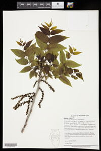 Juglans nigra image