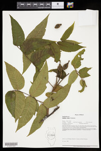 Juglans nigra image