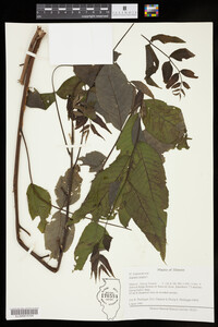 Juglans nigra image