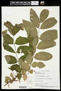 Juglans nigra image