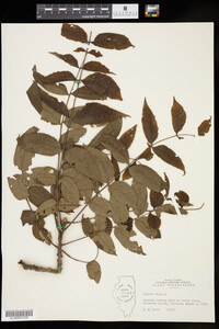 Juglans nigra image