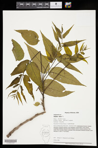 Juglans nigra image