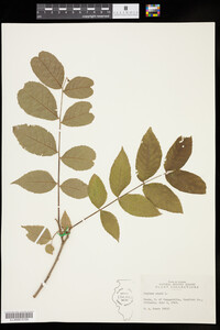 Juglans nigra image