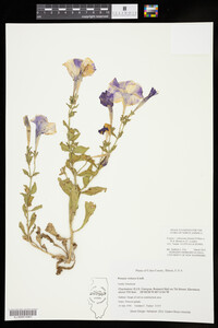 Image of Petunia x atkinsiana