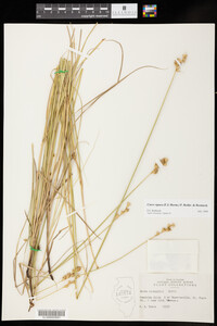 Carex opaca image