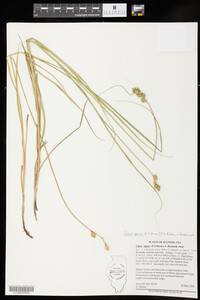 Carex opaca image