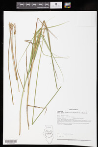 Carex opaca image