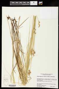 Carex opaca image