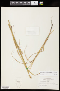 Carex opaca image