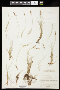 Carex pensylvanica image