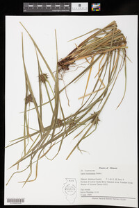 Carex intumescens image