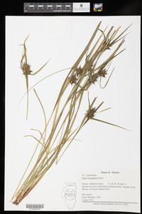 Carex intumescens image