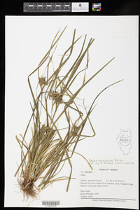 Carex intumescens image