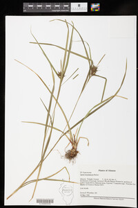 Carex intumescens image