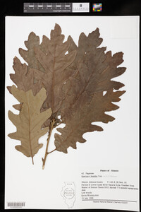 Image of Quercus x beadlei