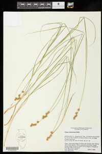Carex straminea image