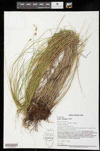 Carex straminea image