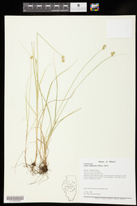 Carex cumulata image