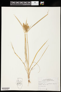 Cyperus esculentus image