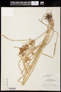 Cyperus esculentus image