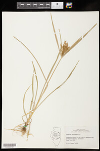 Cyperus esculentus image
