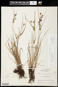Cyperus lupulinus ssp. macilentus x Cyperus schweinitzii image