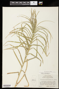 Image of Dulichium arundinaceum