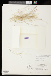 Eleocharis quinqueflora image
