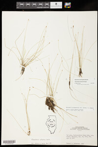 Eleocharis quinqueflora image