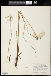 Image of Eriophorum angustifolium ssp. subarcticum
