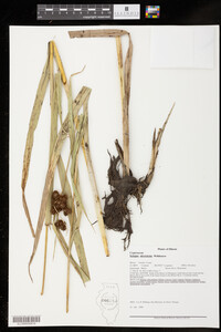 Scirpus atrovirens image