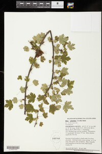 Image of Ribes echinellum