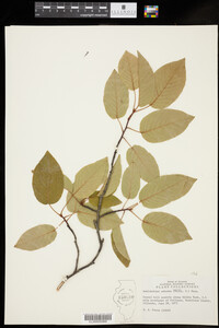 Amelanchier arborea image