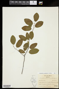 Amelanchier canadensis image