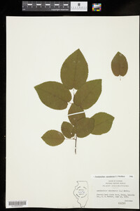 Amelanchier canadensis image