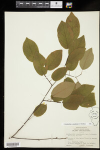 Amelanchier canadensis image