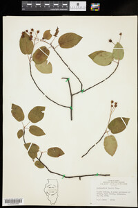 Amelanchier laevis image