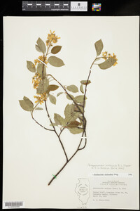 Amelanchier interior image