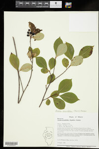 Aronia X prunifolia image